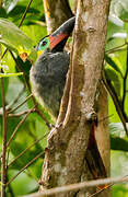 Guianan Toucanet