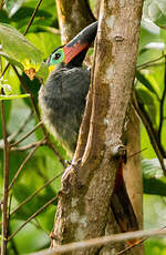 Toucanet koulik