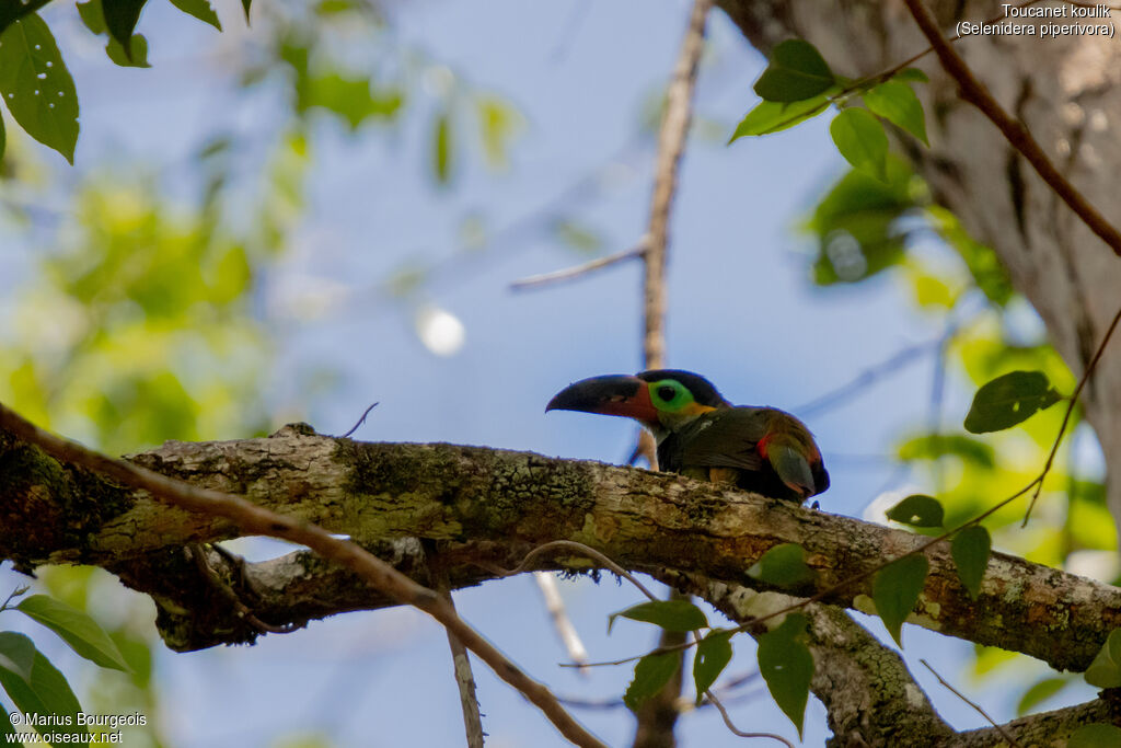 Guianan Toucanet