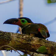 Guianan Toucanet