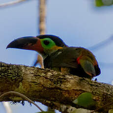 Toucanet koulik