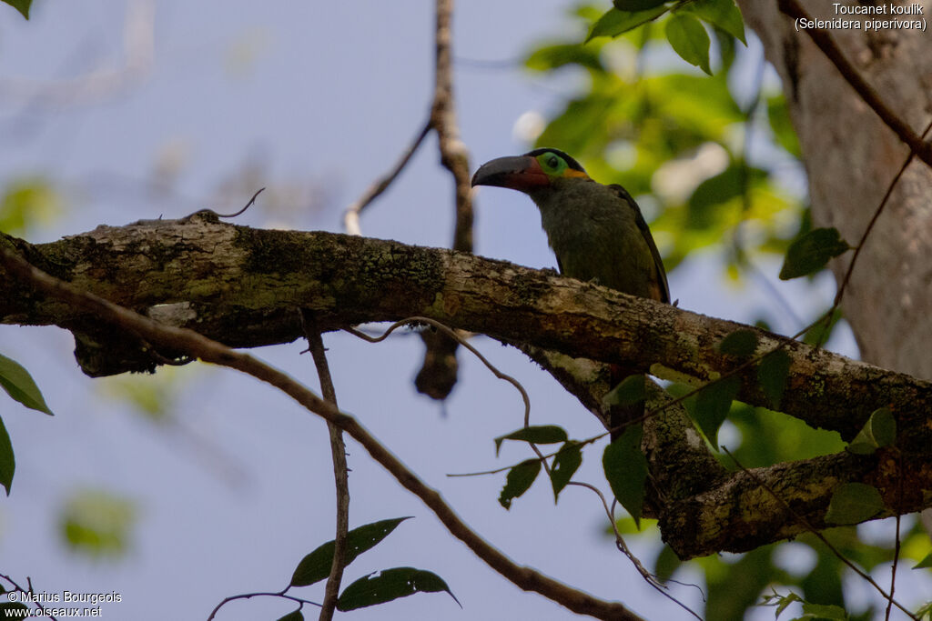 Toucanet koulik femelle adulte