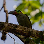 Toucanet koulik