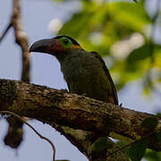 Guianan Toucanet