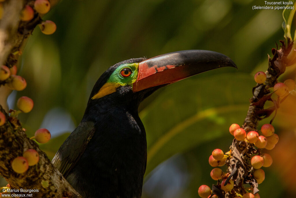 Guianan Toucanet male, adult