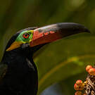 Toucanet koulik