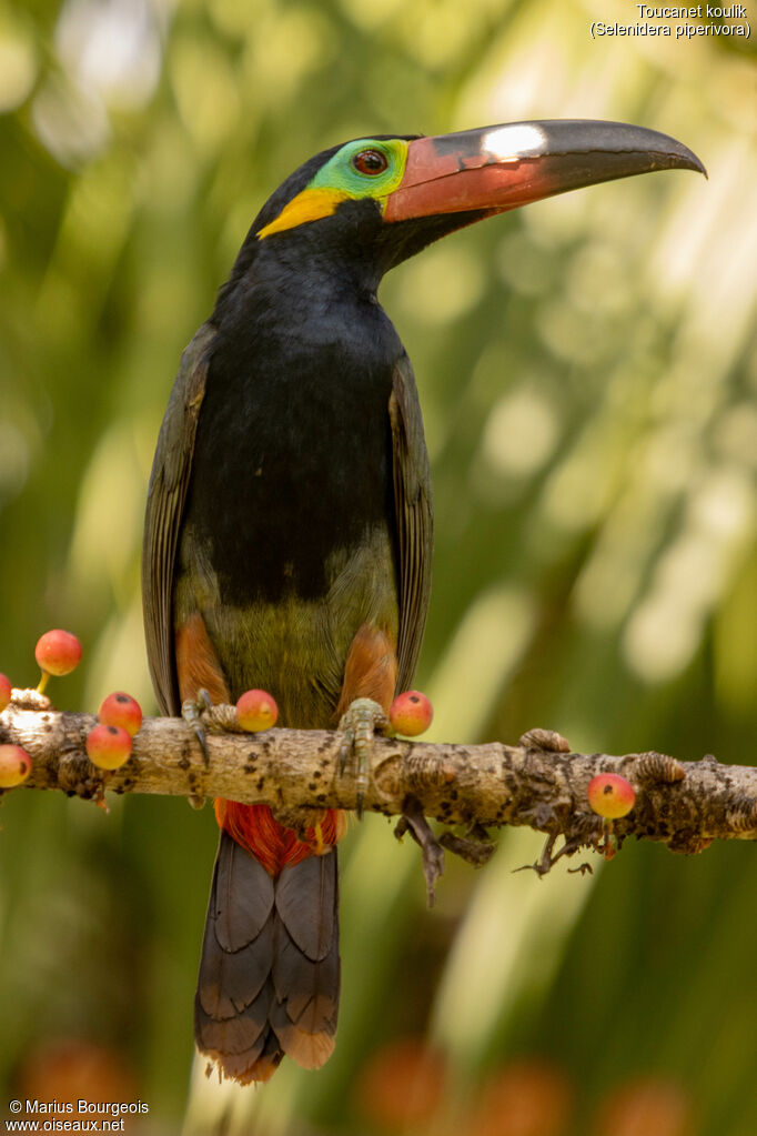 Guianan Toucanet