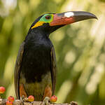 Toucanet koulik