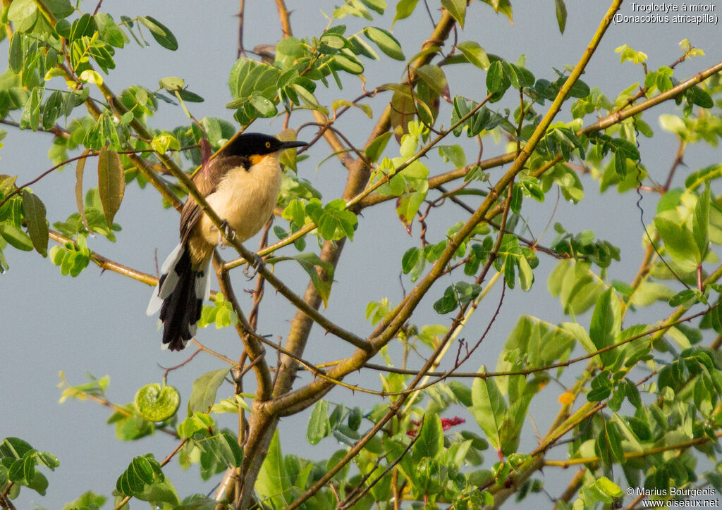 Black-capped Donacobius