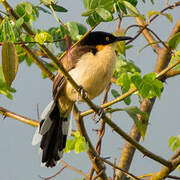 Black-capped Donacobius