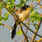 Black-capped Donacobius