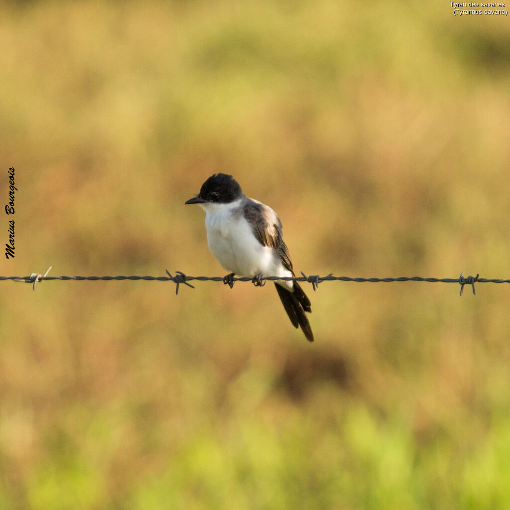 Fork-tailed Flycatcher