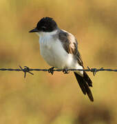 Fork-tailed Flycatcher