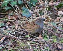 Dunnock