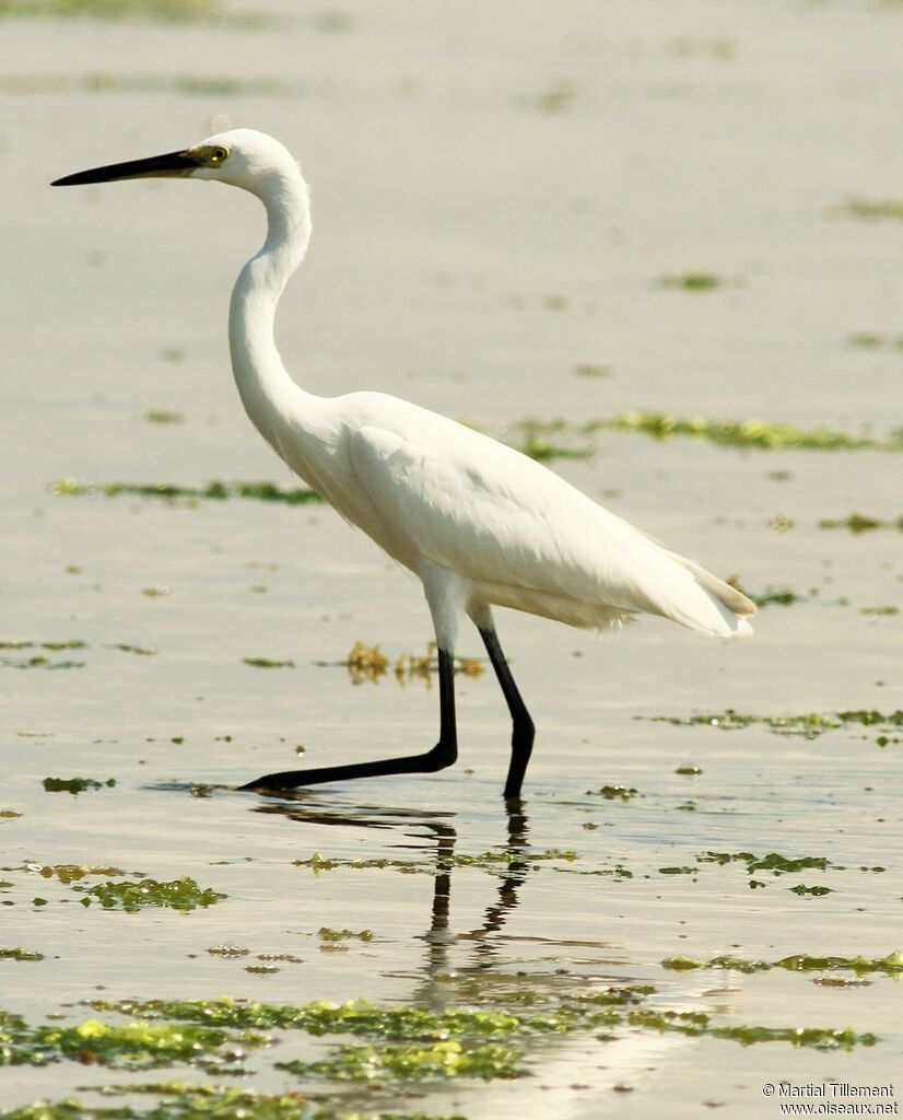 Little Egret