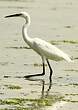 Aigrette garzette