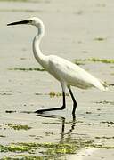 Little Egret