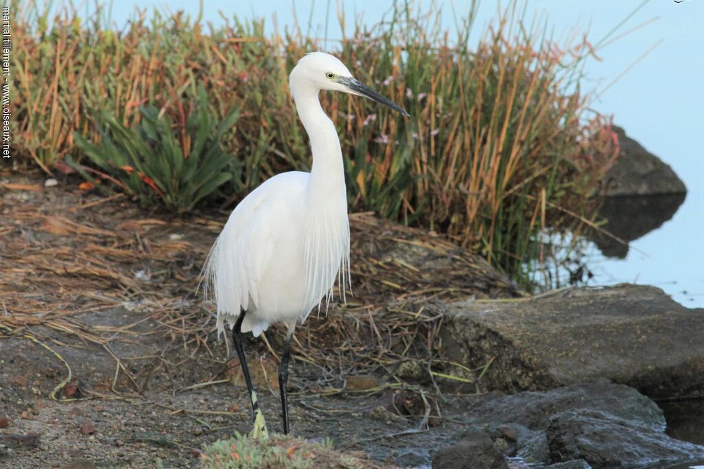 Aigrette garzette