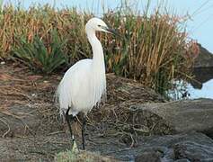 Little Egret