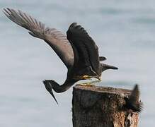 Pacific Reef Heron