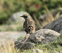 Woodlark