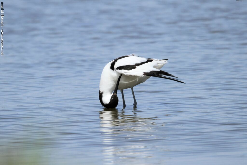 Avocette élégante