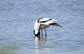 Avocette élégante