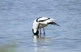 Pied Avocet