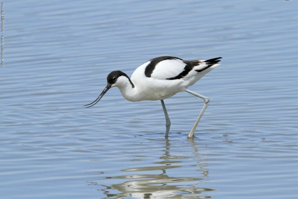 Pied Avocet