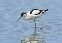 Avocette élégante