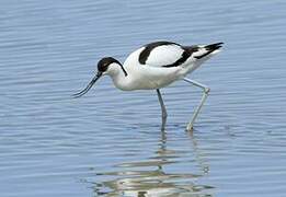 Pied Avocet