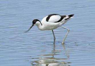 Avocette élégante