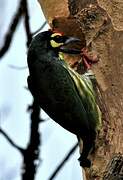 Coppersmith Barbet