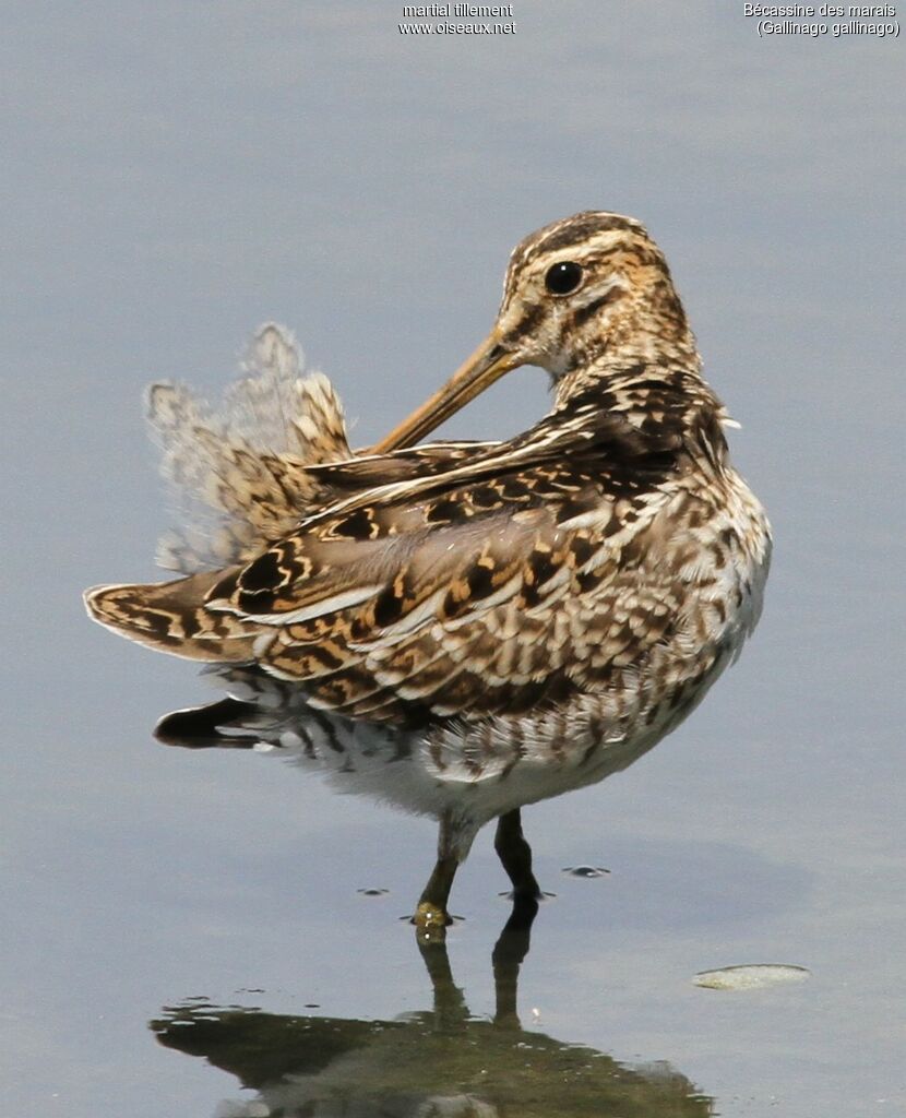 Common Snipeadult