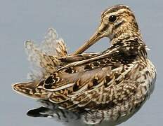 Common Snipe