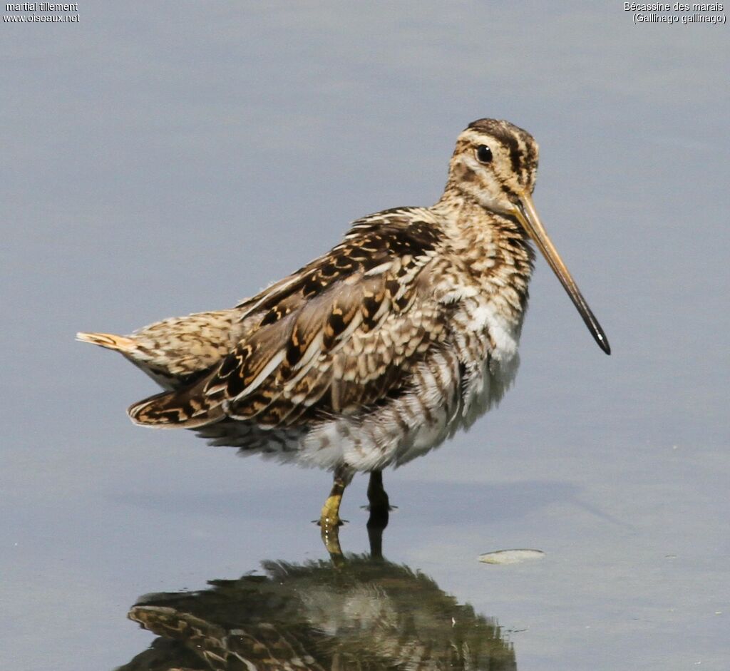 Common Snipe