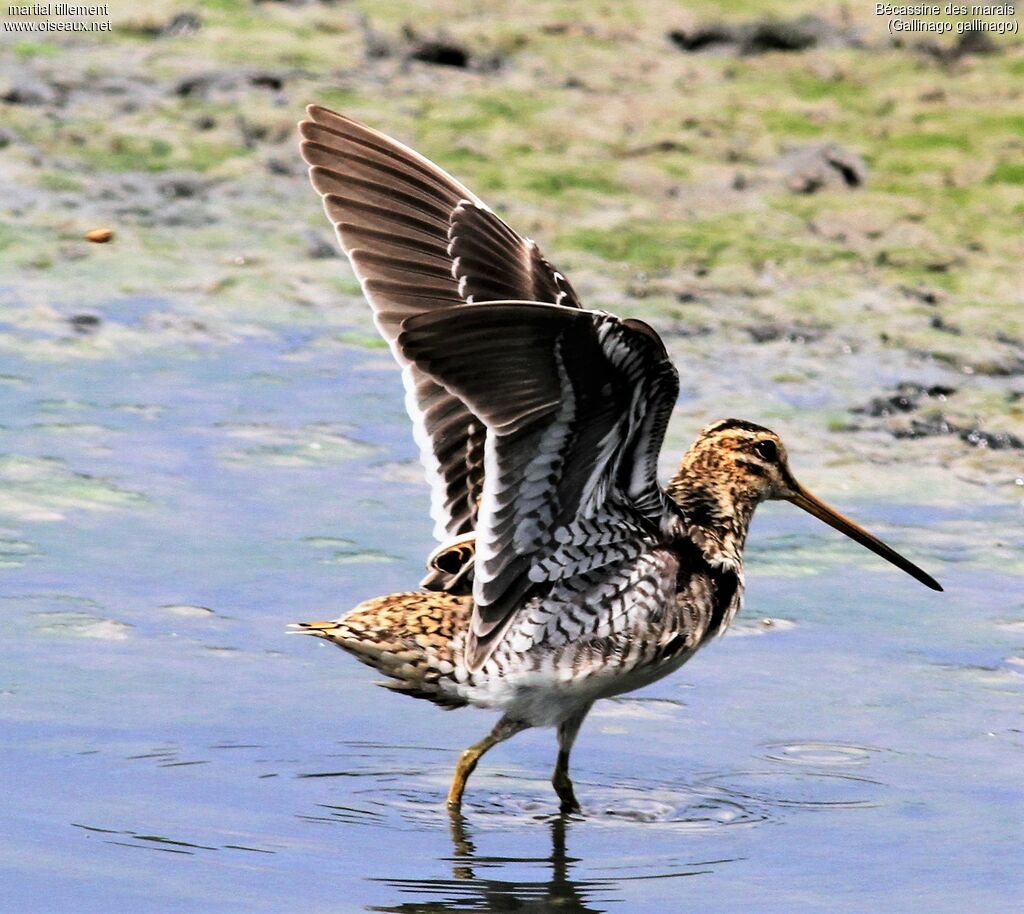 Common Snipe