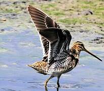 Common Snipe