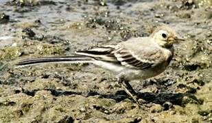 White Wagtail