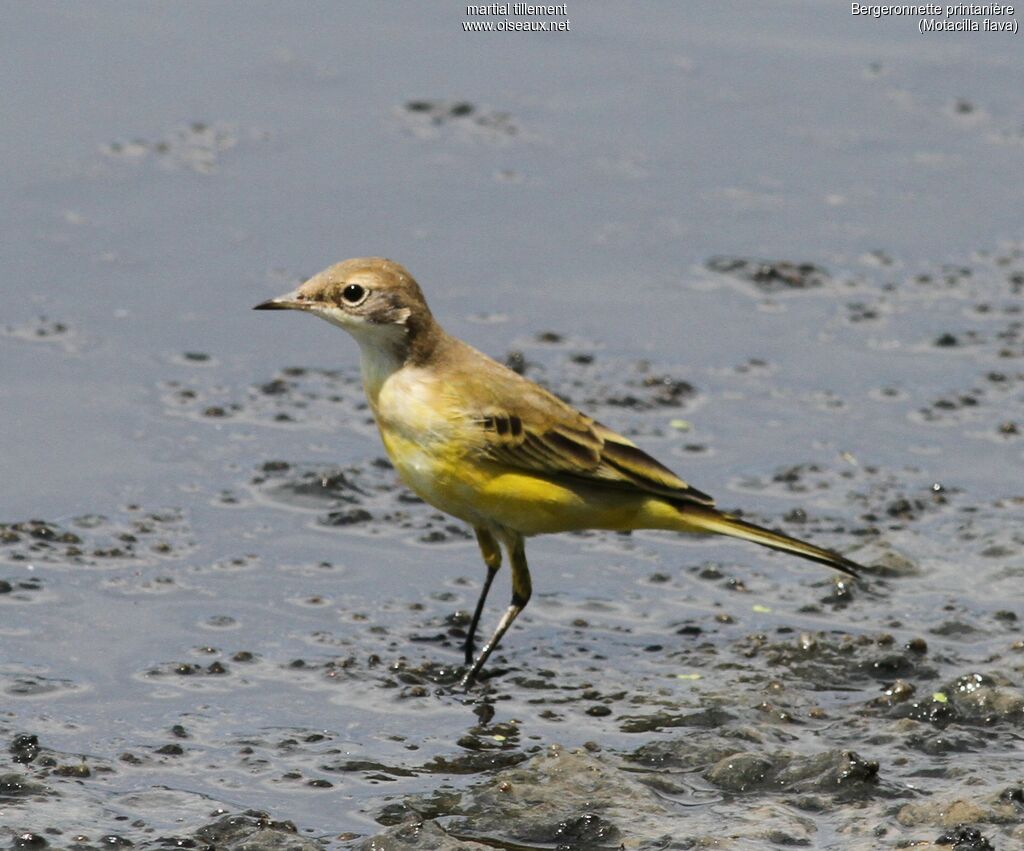 Western Yellow Wagtailadult post breeding