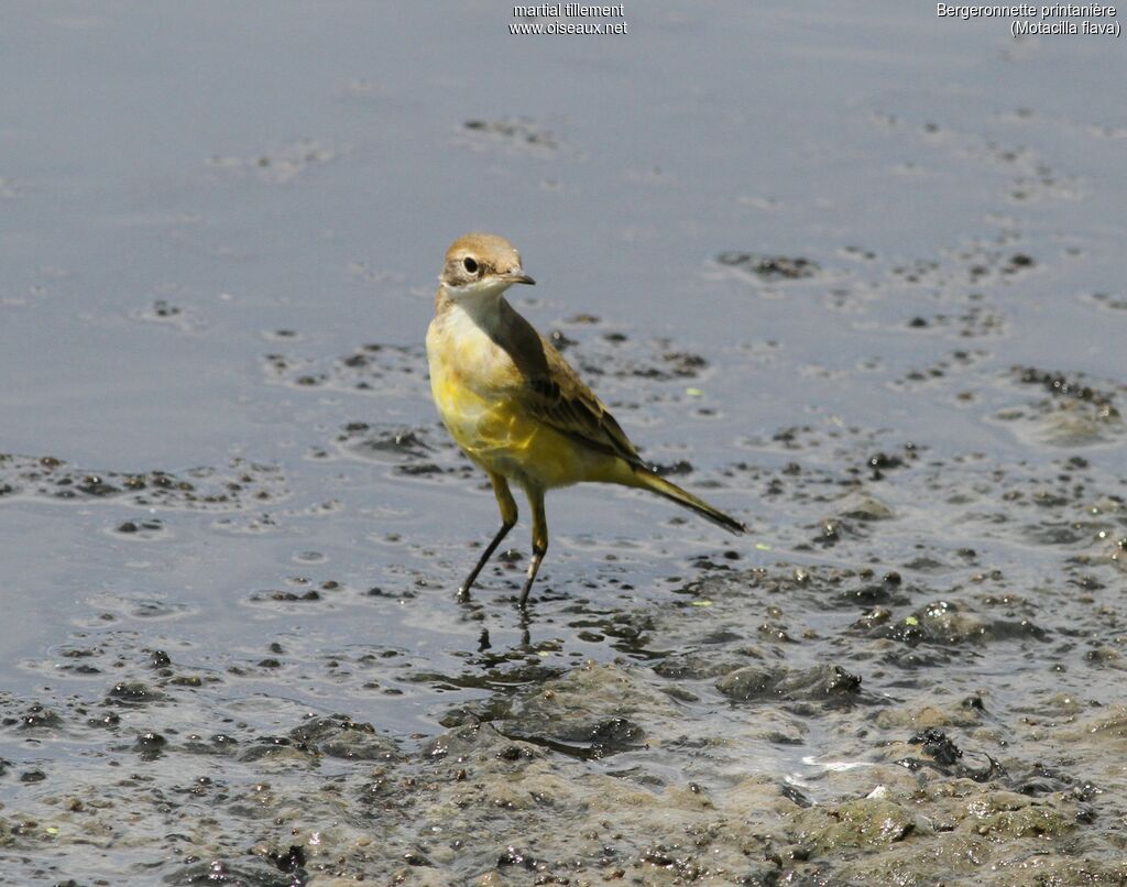 Western Yellow Wagtailadult post breeding