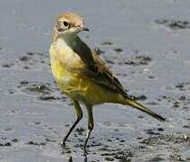 Western Yellow Wagtail