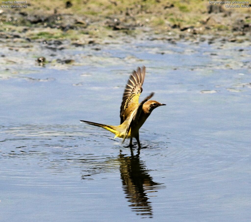 Western Yellow Wagtail