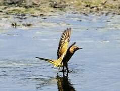 Western Yellow Wagtail