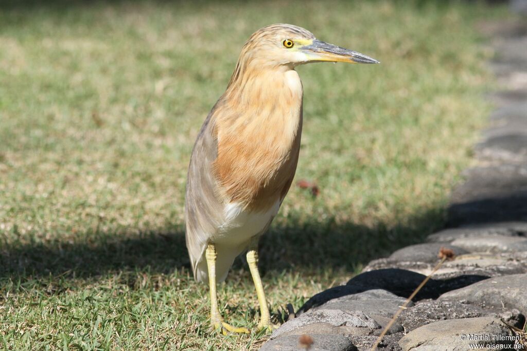 Nankeen Night Heron