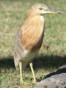 Nankeen Night Heron