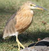 Nankeen Night Heron