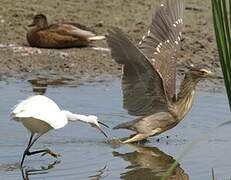 Black-crowned Night Heron