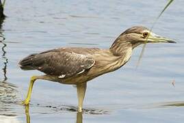 Black-crowned Night Heron