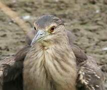 Black-crowned Night Heron